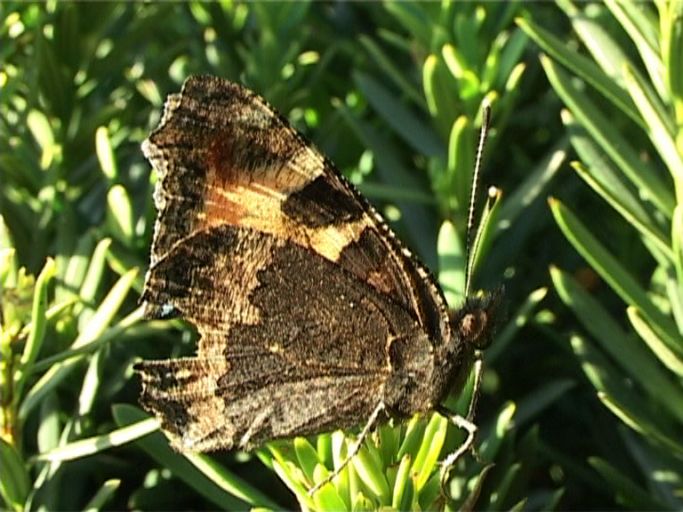 Kleiner Fuchs ( Aglais urticae ), Flügelunterseite : Moers, in unserem Garten, 14.08.2003